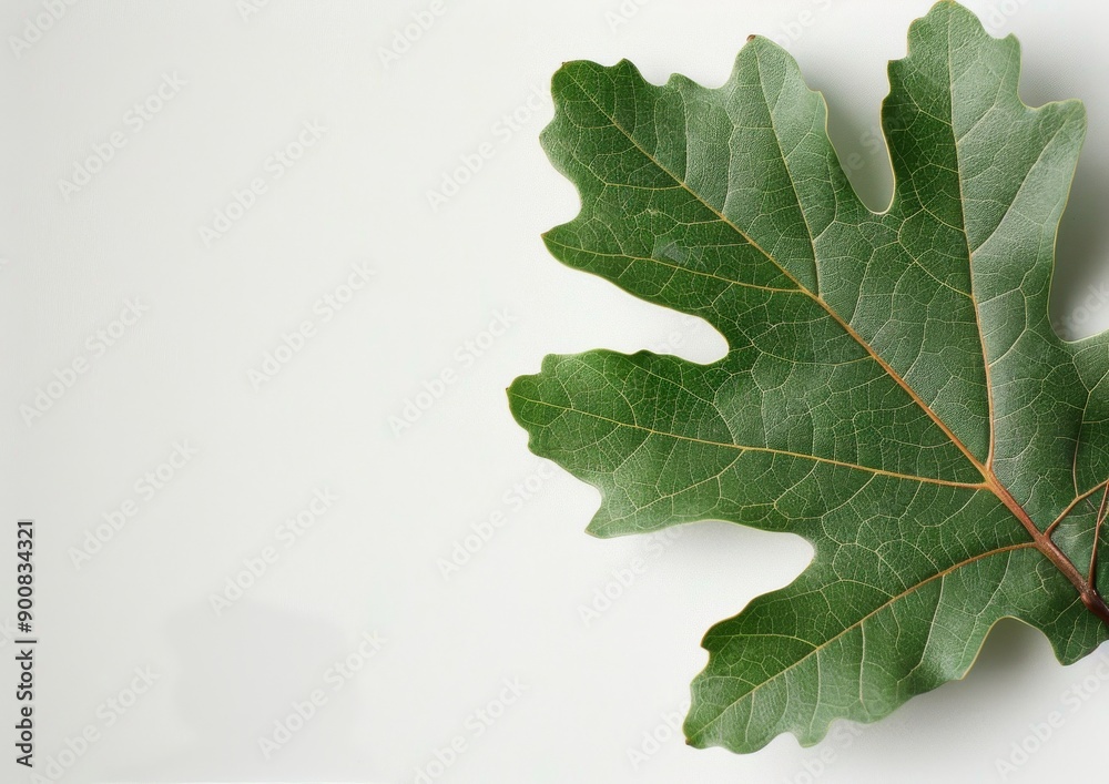 Wall mural green leaf on white background