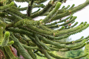 Araucaria araucana, green tree texture,araucana evergreen tree,Needles of evergreen tree Araucaria,evergreen leaves that are lay close together