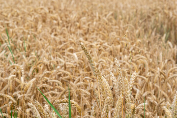 Agriculture wheat golden dried fields crop texture background,Background of barley ears ripening in the field, Wheat field before harvesting, Rich harvest Concept. Label art design