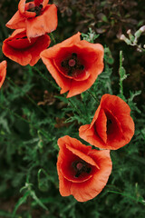 Wild red poppies bloom in the field, flowering red wild poppies, beautiful poppies in greenery,nature background,red poppy blossomed 