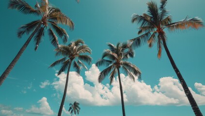 Palm Trees at Sunset