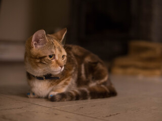 red tortoiseshell Munchkin cat with short legs lies on the floor