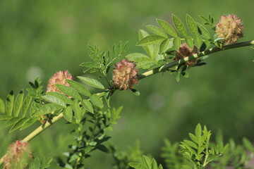 Glycyrrhiza glabra. Flower of a licorice bush.