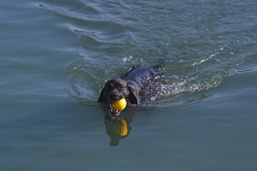 Cute black and white Greyster dog posing outdoors swimming in a pond holding a yellow ball in its mouth in summer