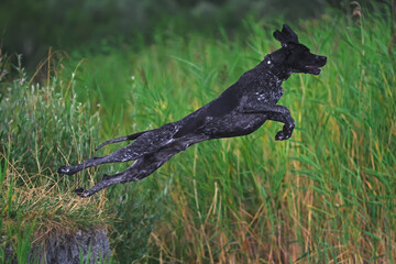 Active black and white Greyster dog with a black collar posing outdoors jumping into water in hot summer