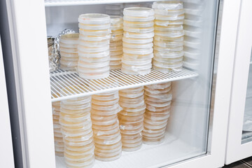Petri dishes with agar media for culture in incubator in the laboratory.