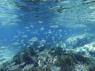 The sun shines through water, casting mottled light and shadow, intertwined with countless bubbles underwater, like a dance of light. Various aquatic plants sway gently in water in Mediterranean sea.