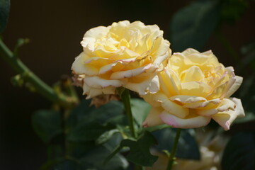 yellow rose 