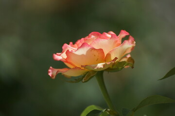 pink rose flower