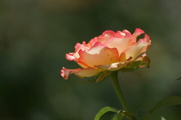pink rose