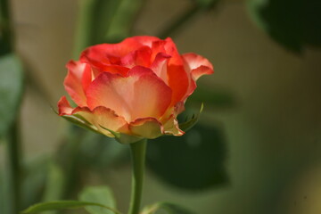 red and yellow rose