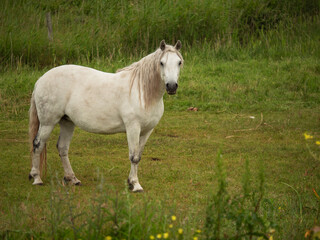 Obraz premium Cute white horse in a field behind green grass. Popular hobby and sport. Barn animal pet. Selective focus.