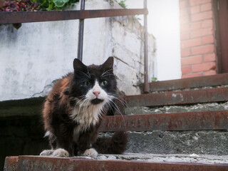 A black and white dirty cat with white spots sits on a sidewalk. The scene is quiet and peaceful, city animal living in apartment blocks. Tough animal in urban area