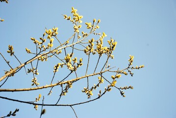 Blooming branches with yellow flowers in the Pilis in spring. Spring excursion in the Pilis. Nature revives. This beautiful blooming branch with the blue sky in the background had to be captured.
