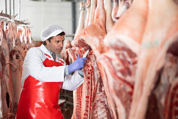 Focused skilled butcher shop worker checking raw meat in cold storage room, measuring temperature of dressed pork carcasses hanging on hook frame..