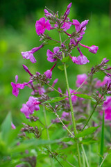 Phlox maculata-Wiesenphlox