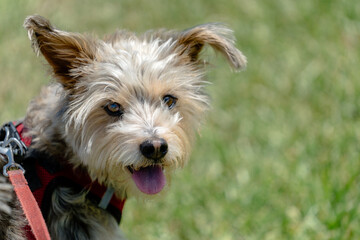 portrait of a terrier dog sitting in grass