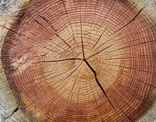 Fototapeta premium Close-up image of a tree trunk cross section, showing the distinct growth rings and natural texture of wood.