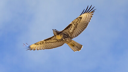 A hawk in flight in California