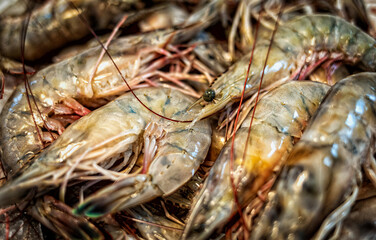 Close up of a pile of Raw Shrimp with one showing the head and eye