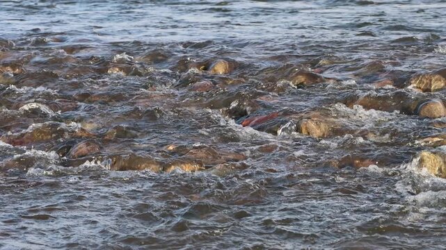 Aguas transparentes corriendo entre piedras redondeadas de un rio en los andes peruanos al atardecer
