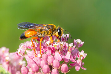 A Great Golden Digger Wasp Eating  Pink Swamp Milkweed Blossoms
