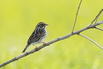 A Savannah Sparrow Perched on a Branch.