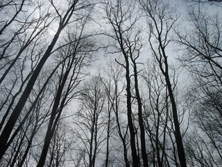 View of bare tree trunks against sky background. Natural landscape photograph. Wood thicket.