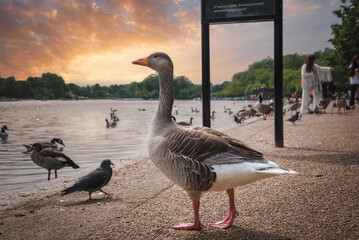 A tranquil park in London, UK, featuring a prominent goose on a pathway near a lake. People interact with birds as a beautiful sunset casts a warm glow over the landscape.