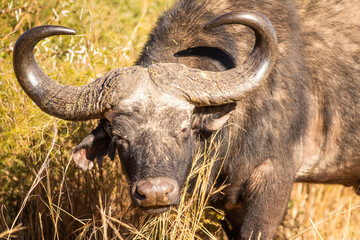 African cape buffalo in the bush