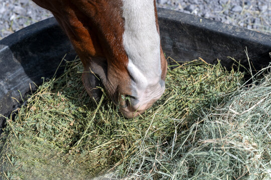A horse eating alfafa hay