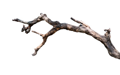 Old tree branches isolated on white background