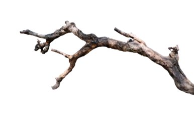Old tree branches isolated on white background
