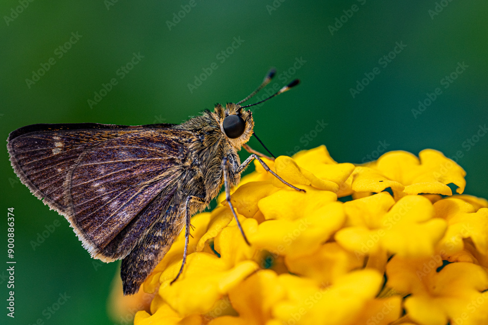 Poster butterfly on flower