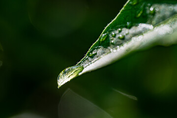 drop of water