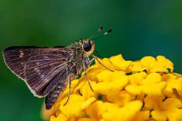 butterfly on flower