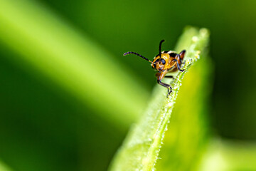 beetle on a leaf