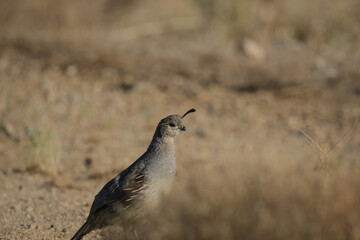 Female quail bird walking through desert shrubs in the southwest
