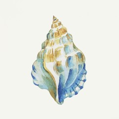 Illustration of a seashell