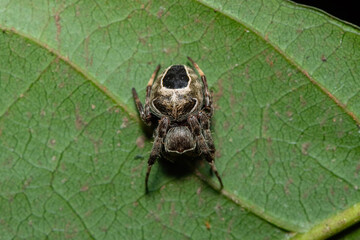 A beautiful black-spotted hairy field spider (Araneus nigroquadratus) in a dense coastal forest