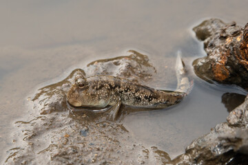 A beautiful common mudskipper (Periophthalmus kalolo) on the mudflats amongst mangroves