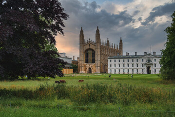 Obraz premium Grand Gothic architecture of King's College Chapel with dramatic sky, lush green lawn, grazing cows, and elegant buildings in Cambridge, UK.