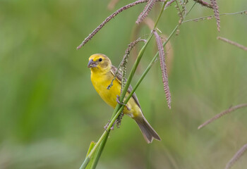 Grassland Yellow Finch (Sicalis luteola)