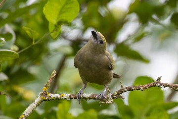 Palm Tanager (Thraupis palmarum)