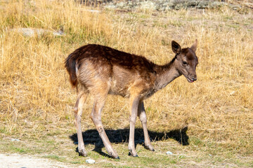 Baby Fallow Deer in Deer Park Heights - New Zealand