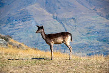 Baby Fallow Deer in Deer Park Heights - New Zealand