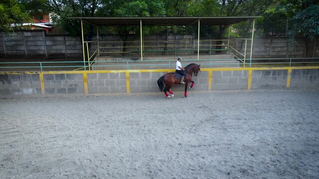 Horse doing piaffe. training to trotting. Training horse to dressage.