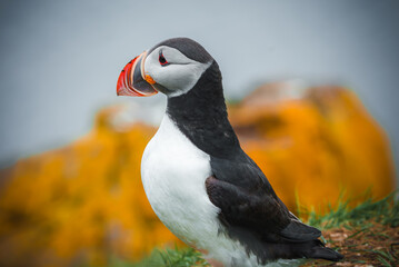 A vibrant Atlantic puffin with a colorful beak stands on a grassy cliff in Iceland. The blurred yellow-orange rocks in the background highlight the coastal setting.