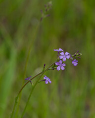 Close-up of petite flowers of American bluehearts, Buchnera Americana., a hemiparasitic wildflower native to the eastern United States.