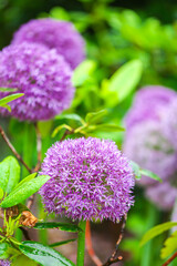 Obraz premium Onion Gladiator flowers.Purple roundhead flowering onions.Insects in flowers.onions flowers in garden design.Summer bulbous flowers in lilac shades